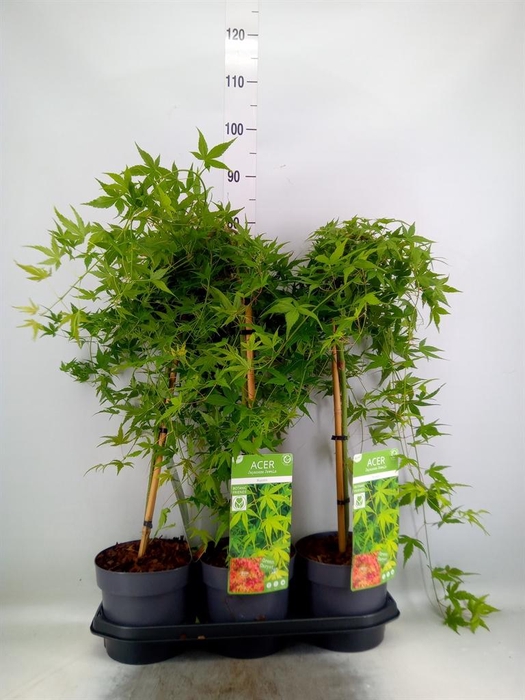<h4>Acer palmatum</h4>