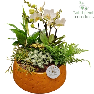 PH113 Sophia Orange 9cm 2-3Tak