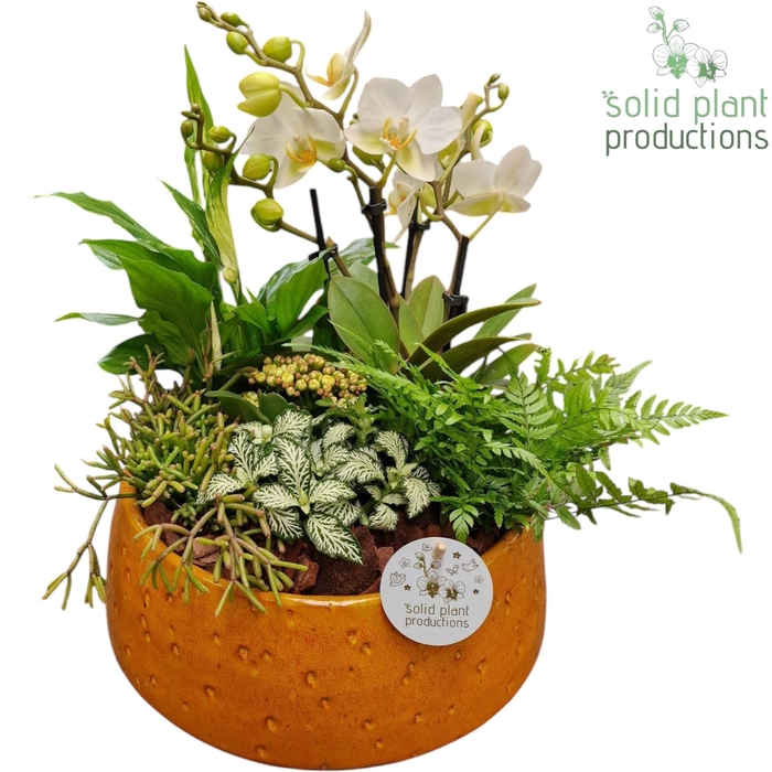 <h4>PH113 Sophia Orange 9cm 2-3Tak</h4>