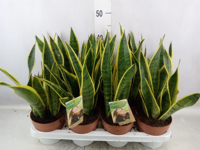 <h4>Sansevieria trifa. 'Laurentii'</h4>