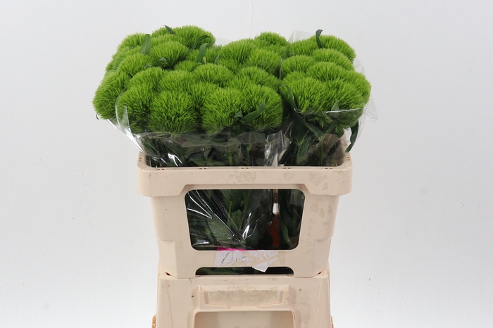 <h4>Green Wicky  x 40</h4>
