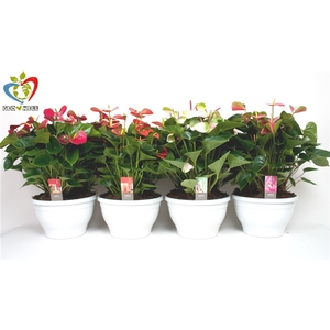 Anthurium Adios Mix Big Bowl