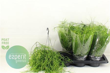 <h4>Rhipsalis Ba Oasis Hangpotten</h4>