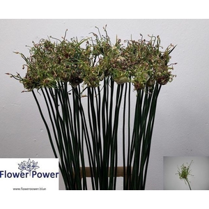 Allium Art