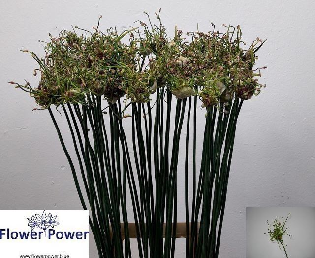 <h4>Allium Art</h4>