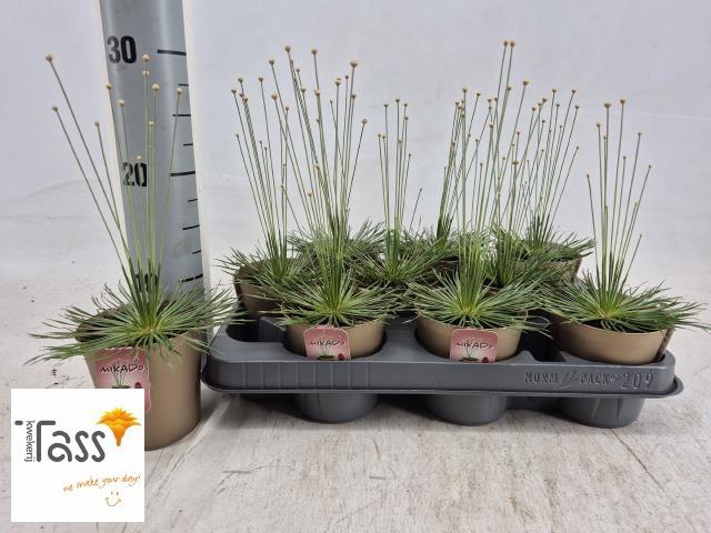 <h4>SYNGONANTHUS MIKADO</h4>