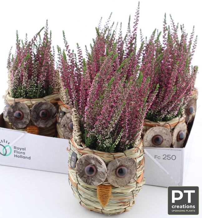 <h4>ARR TUINPLANTEN</h4>