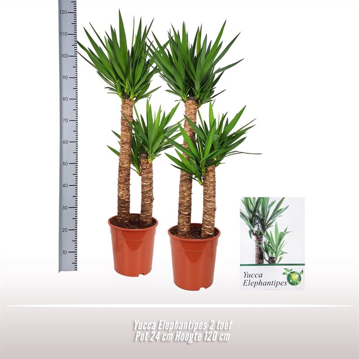 <h4>Yucca elephantipes 2 stam</h4>