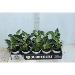 PHILODENDRON BIRKIN P12