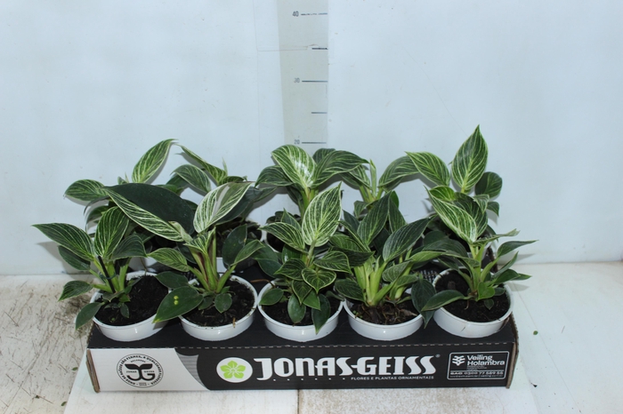 <h4>PHILODENDRON BIRKIN P12</h4>