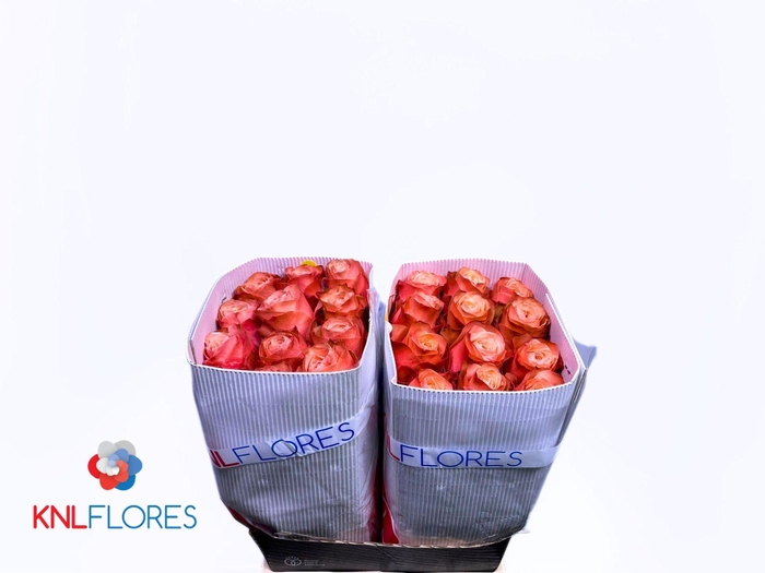 <h4>R GR KAHALA-BB</h4>