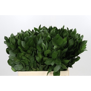 RUSCUS HYPOPHYLLUM 60 CM