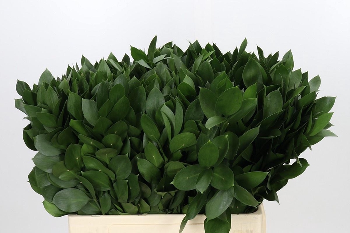 <h4>RUSCUS HYPOPHYLLUM 60 CM</h4>