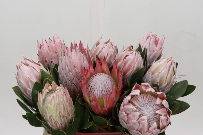 <h4>Protea Cynaroides</h4>