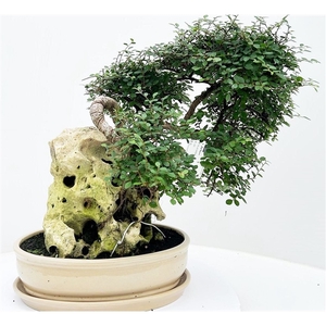 Zelkova parvifolia, pot 32cm, height 50cm. With drip tray. (single item)