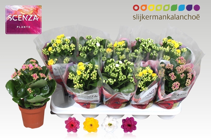 <h4>KAL GE GEM 4 KL</h4>