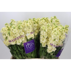 Matthiola incana StoX Yellow