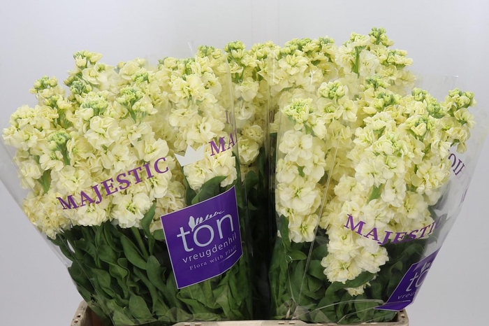 <h4>Matthiola incana StoX Yellow</h4>