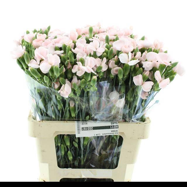 <h4>DI TR SIMPLY CANDY PINK EXTRA</h4>