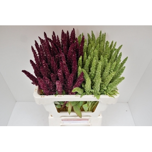 Amaranthus Mix Sjaak Van Eeden