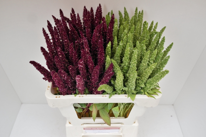 <h4>Amaranthus Mix Sjaak Van Eeden</h4>