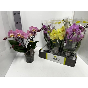 Phalaenopsis Tablo mix 12Ø 40cm 2st 25fl