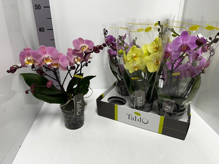 Phalaenopsis Tablo mix 12Ø 40cm 2st 25fl