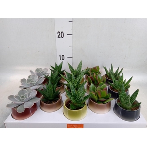 Succulents   ...mix 5