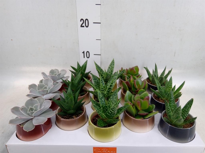 <h4>Succulents   ...mix 5</h4>