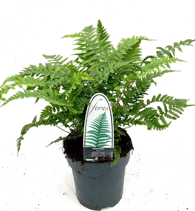 Dryopteris affinis
