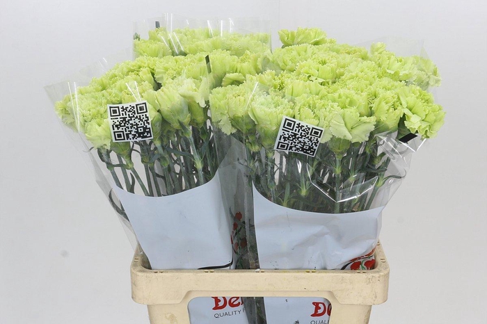 <h4>Dianthus St Goblin</h4>