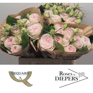 R Tr Ballerina Summerhouse Diepers