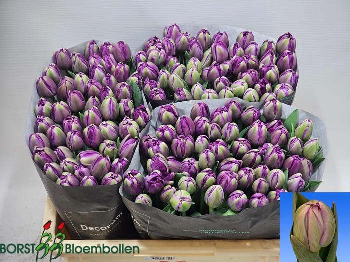 <h4>TU DU SAIGON DOUBLE</h4>