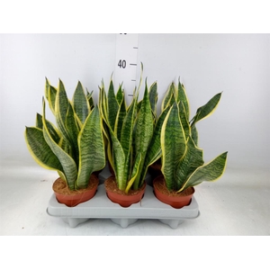 Sansevieria trifa. 'Futura Superba'