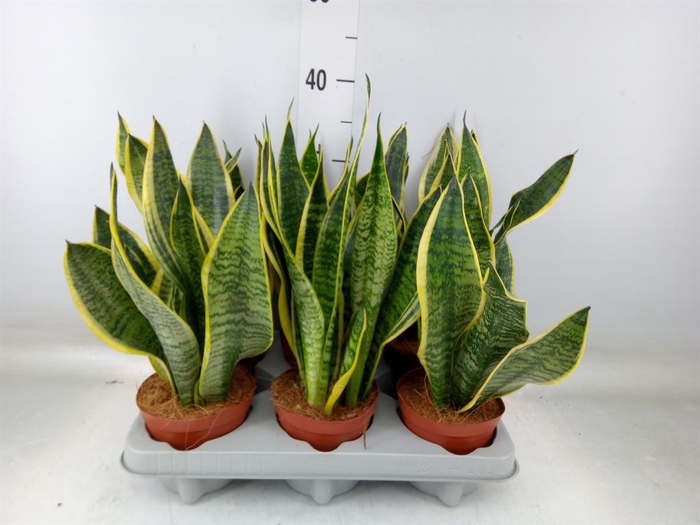 <h4>Sansevieria trifa. 'Futura Superba'</h4>
