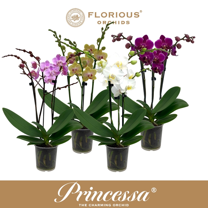 <h4>No9 Phalanopsis 3 Tak Mix</h4>