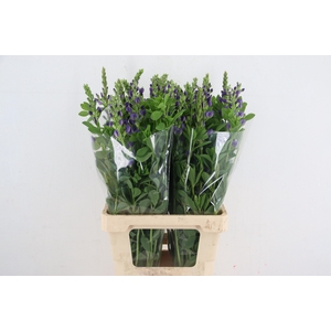 BAPTISIA AUSTRALIS PURPLE