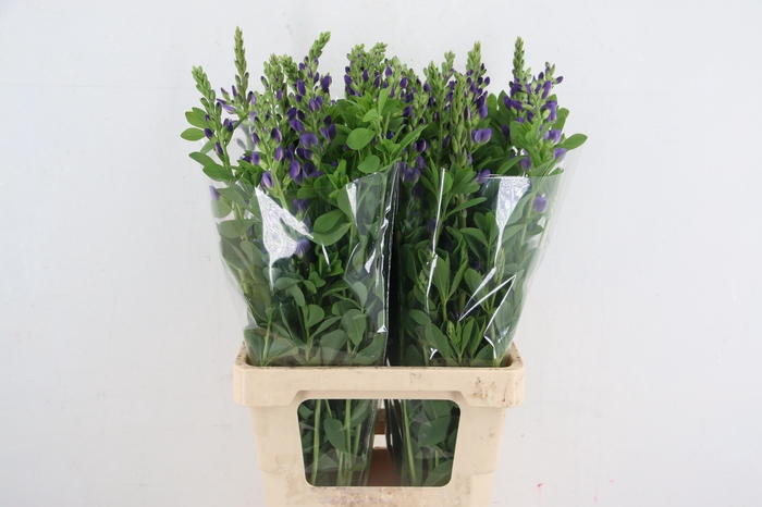 <h4>BAPTISIA AUSTRALIS PURPLE</h4>