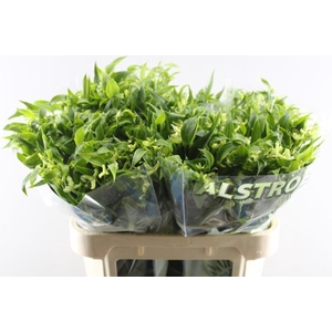 Alstr Fl Jade (groen)