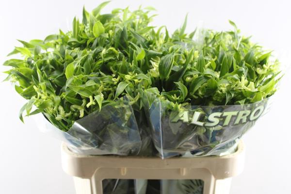 <h4>Alstr Fl Jade (groen)</h4>