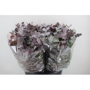 Euca Cinerea Short Red Abs 150gr P Bunch
