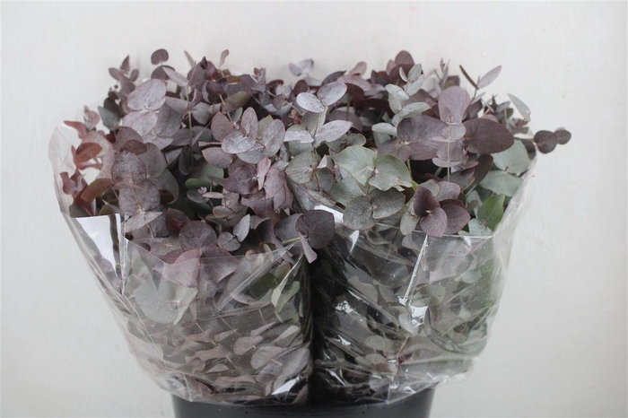 <h4>Euca Cinerea Short Red Abs 150gr P Bunch</h4>