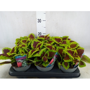 Plectranthus col. 'MSt Alligator A'