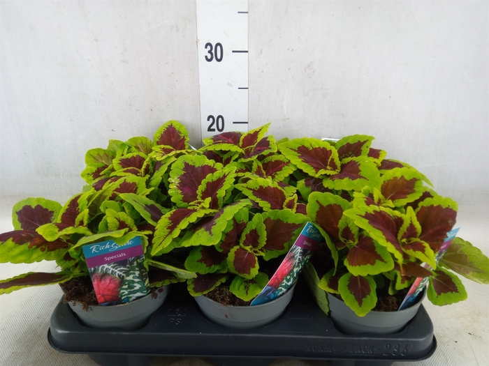 <h4>Plectranthus col. 'MSt Alligator A'</h4>