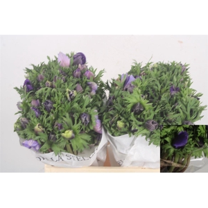 Anemone Mistral Blue