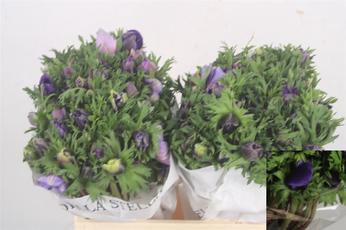 Anemone Mistral Blue