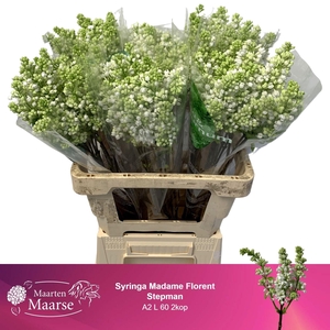 SYR V MME FL STEPMAN