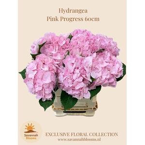 HORT HYDRA BLOOM SOFT PINK