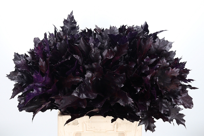Quercus Kl Bh Aubergine