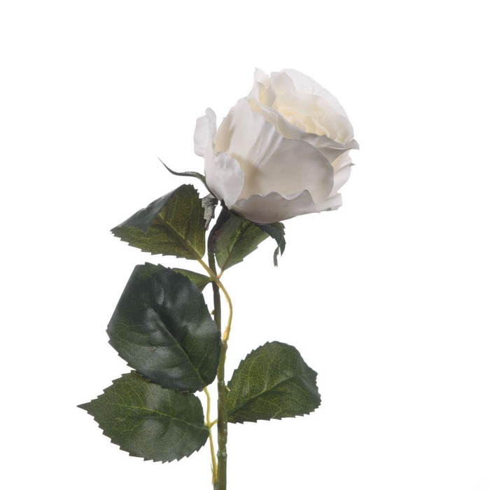 <h4>AF Rosa L56cm White</h4>